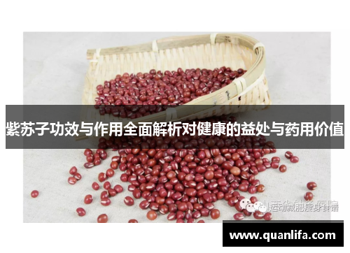 紫苏子功效与作用全面解析对健康的益处与药用价值